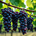 Organic Kyoho Grape Cuttings - 6 Fresh Vitis vinifera Planting Cuttings for Home Garden, New Harvest Quality
