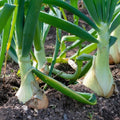 Silver Edge Pumpkin Seeds 10 Pack | Exotic Striped Squash Seeds | Easy to Grow Cucurbita pepo | Garden Vegetable Seeds