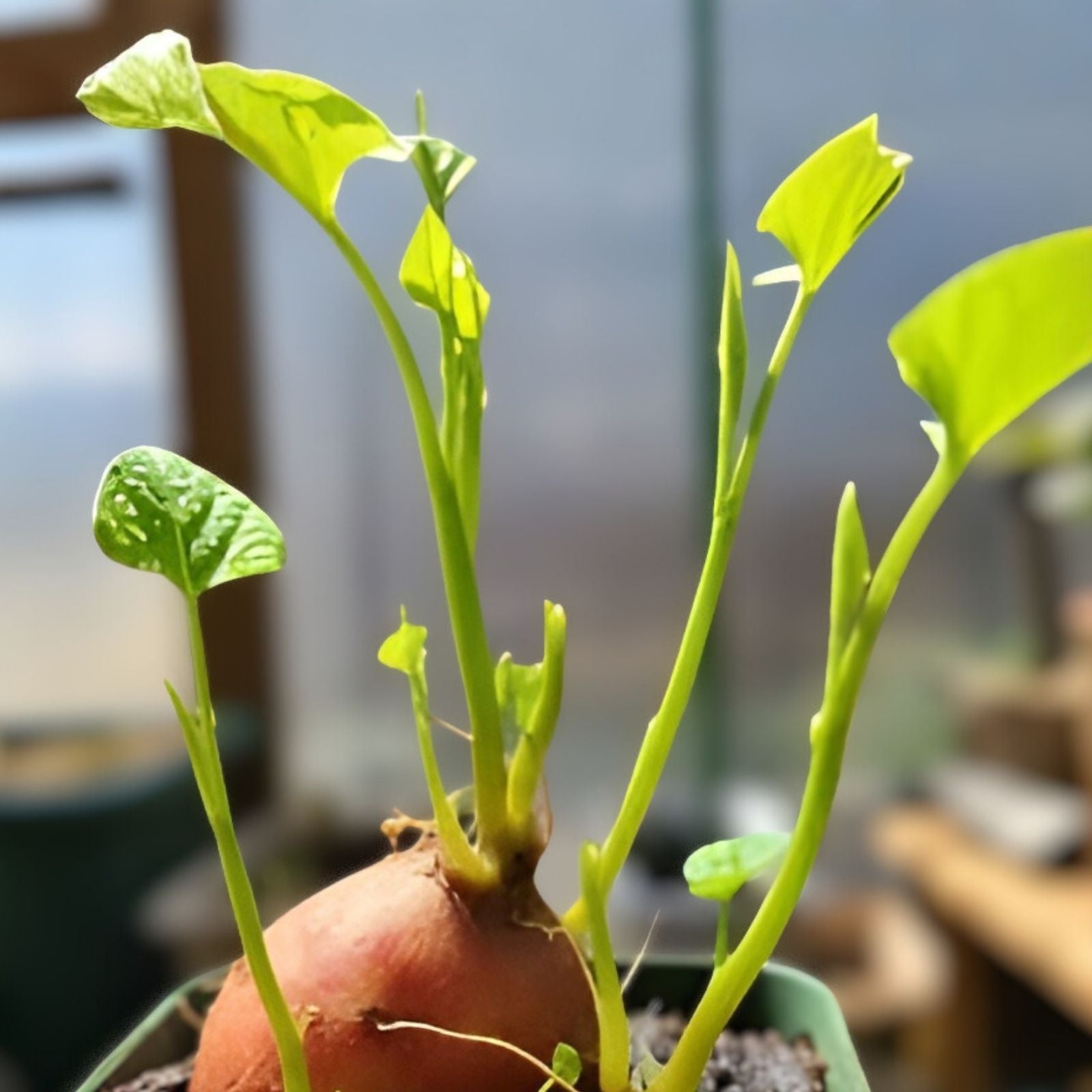 Sweet Potato Slips 12 Count, Beauregard, Japanese Red & White, Organic Ipomoea batatas, Garden Plant, Rooted Cuttings, Easy to Grow