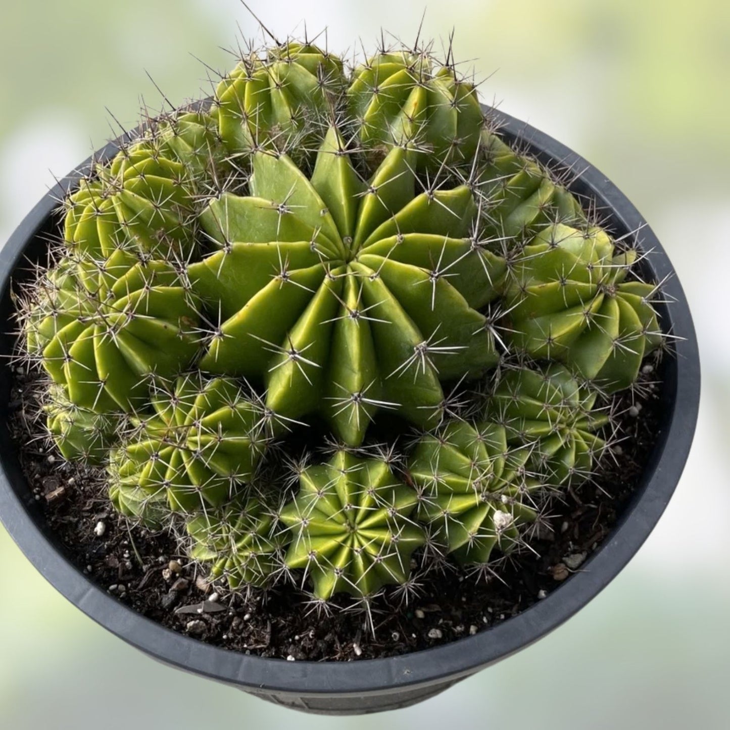 Echinopsis Hybrid Riverside Succulent Cutting, Large Unrooted Cactus Propagation Plant, 12x4 Inch, Easy to Grow