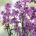 Dame's Rocket Seeds Hesperis matronalis Perennial Flower Seeds 1000+ Freshly Harvested Live Plant Cutting