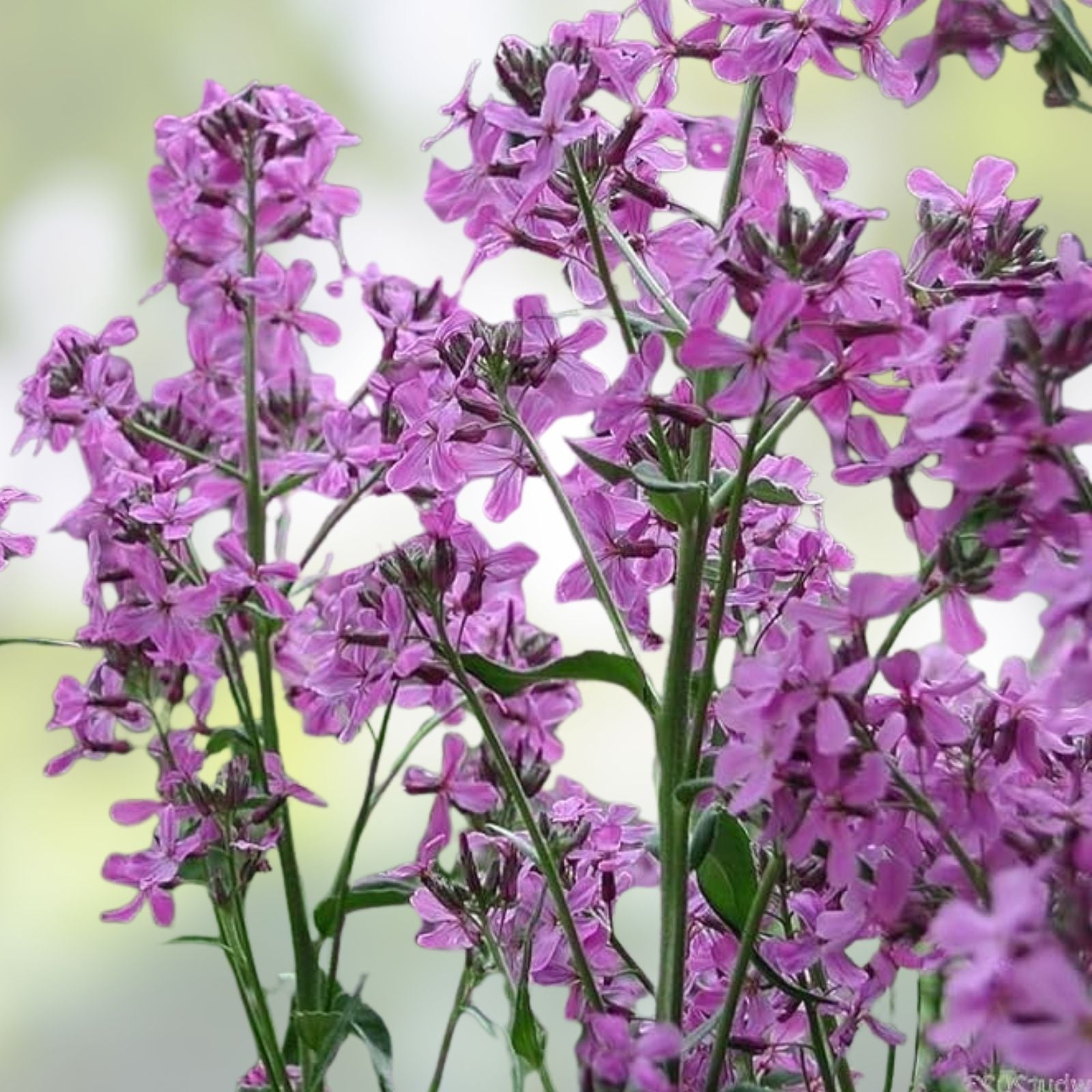 Dame's Rocket Seeds Hesperis matronalis Perennial Flower Seeds 1000+ Freshly Harvested Live Plant Cutting
