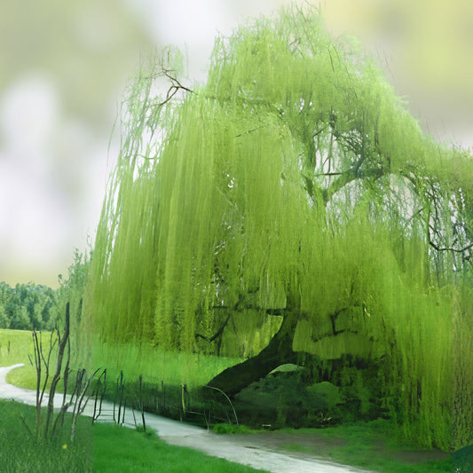 Golden Weeping Willow Trees 2 Pack – Live Plants with Arching Foliage – Salix babylonica – Garden Landscaping Trees – Fast Growing