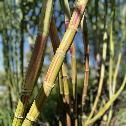 Rare Jamaican Variegated Sugarcane Cutting – Striped Saccharum spontaneum Live Plant, Garden Starter, 2 Nodes