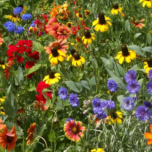 Organic Wildflower Seed Mix 200 Drought Tolerant Native Seeds for Dryland Gardens, Live Plant, Cutting, or Bare Root