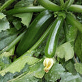 Heirloom Zucchini Seeds 500+ Non-GMO Dark Green Squash Vegetable Planting Gardening Cucurbita pepo