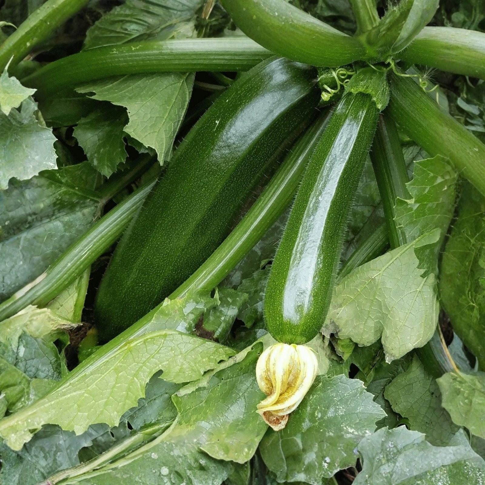 Heirloom Zucchini Seeds 500+ Non-GMO Dark Green Squash Vegetable Planting Gardening Cucurbita pepo
