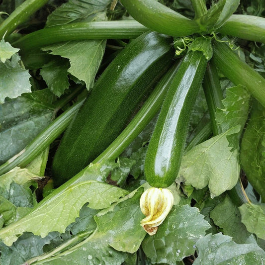 Heirloom Zucchini Seeds 500+ Non-GMO Dark Green Squash Vegetable Planting Gardening Cucurbita pepo