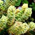 String of Buttons Succulent Plant 2" Crassula perforata Indoor Houseplant Easy Care Live Plant