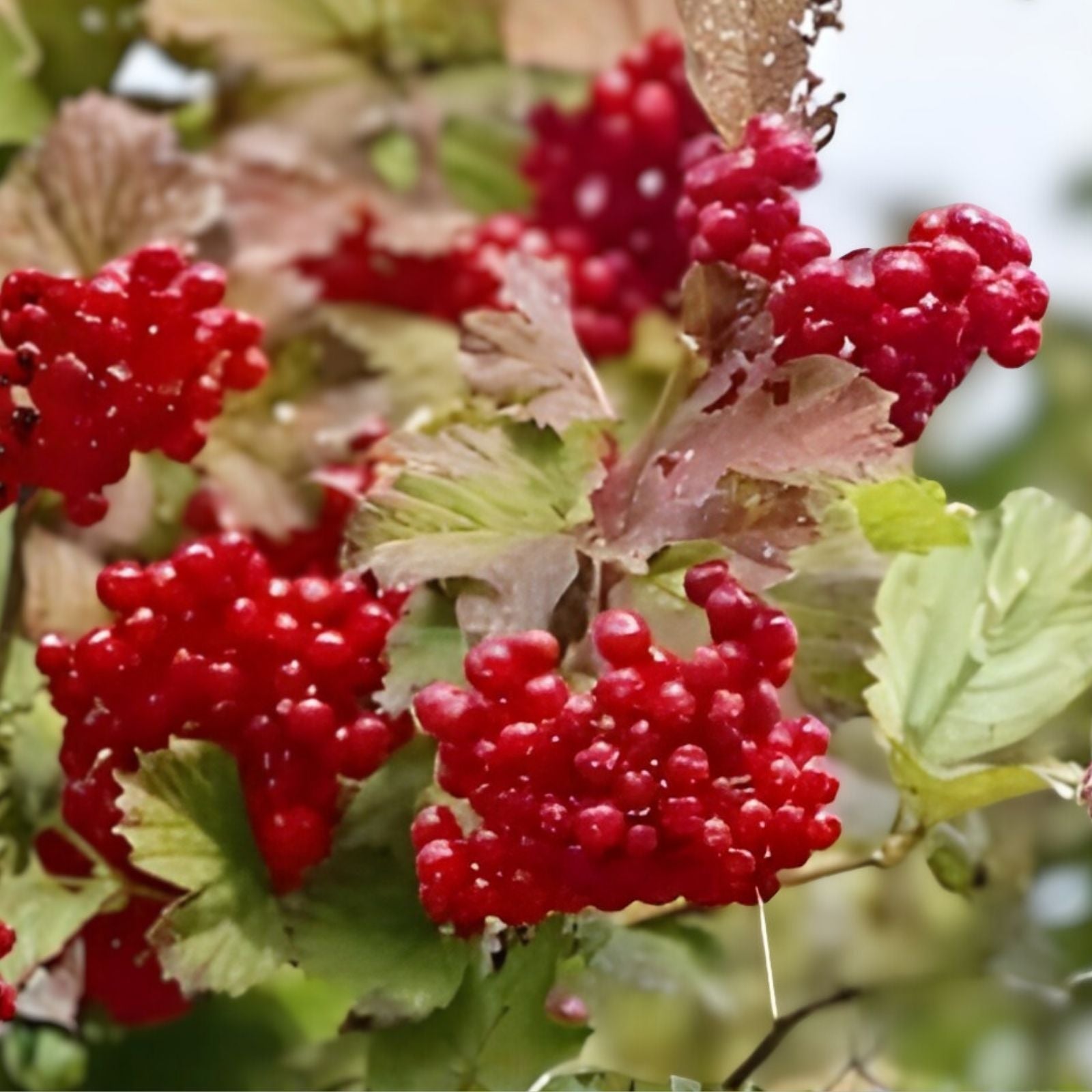 Highbush Cranberry Seeds 30 Pack | Viburnum trilobum Native Shrub for Edible Berries and Landscaping