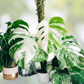 Variegated Monstera Albo Borsigiana Live Plant - Tropical Indoor Houseplant with Green White Foliage