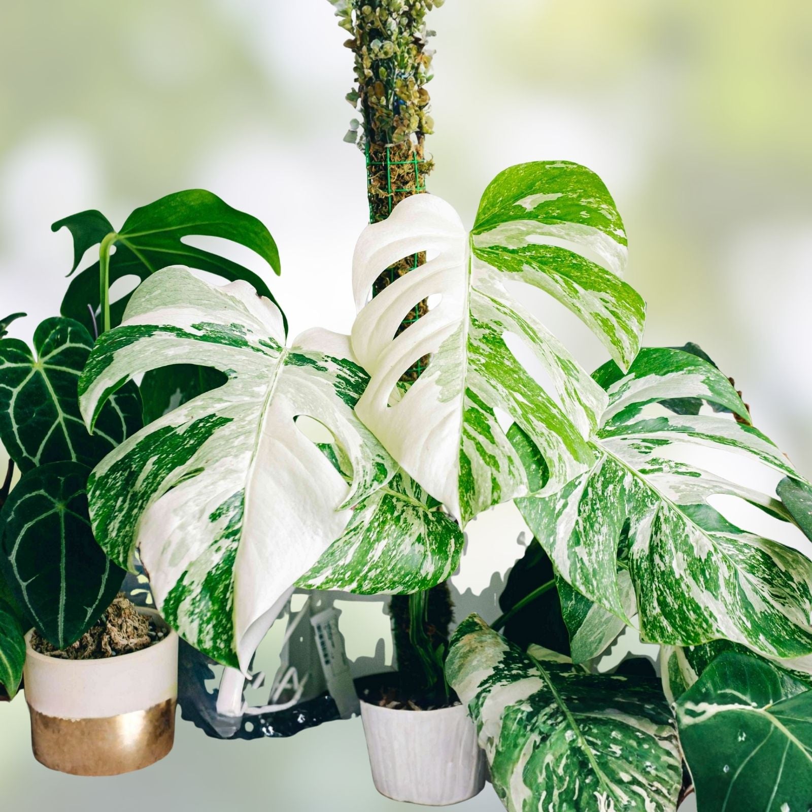 Variegated Monstera Albo Borsigiana Live Plant - Tropical Indoor Houseplant with Green White Foliage