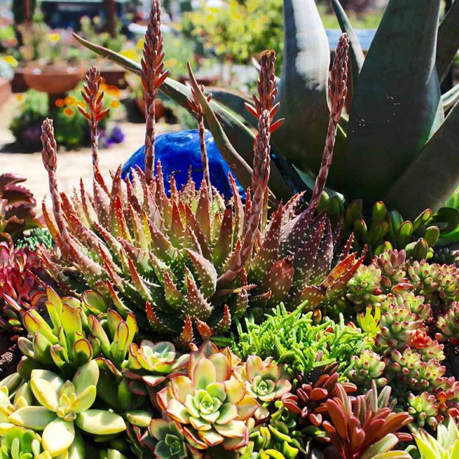 Giant Cactus Cuttings Succulents Indoor Outdoor Live Plant Desert Plants Easy to Grow Varieties