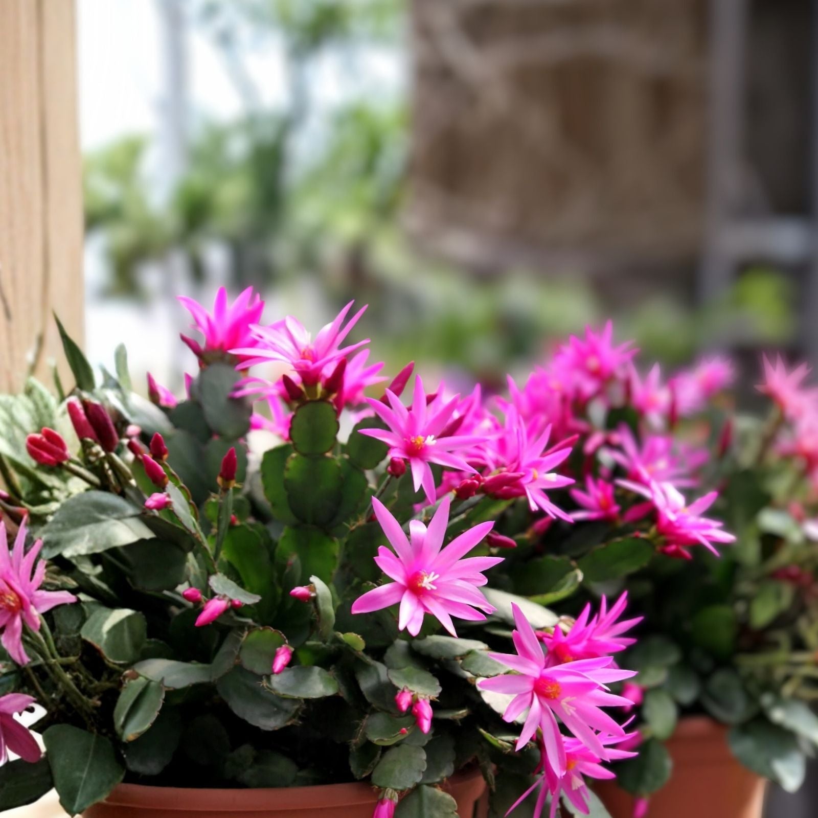 Easter Cactus Cuttings Rhipsalidopsis Hatiora Succulent Live Plant Propagation Bare Root Starter Plant