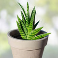Variegated Aloe Succulent Cuttings 2 Pcs Aloe Vera Indoor Garden Houseplant Live Plant