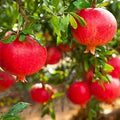 Rooted Pomegranate Cuttings - 3 Premium Punica granatum Plants for Gardening and Landscaping