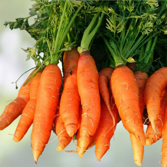 Heirloom Carrot Seeds Danvers Half Long Organic Non-GMO Salad Variety 500+ Starter Plant Cutting