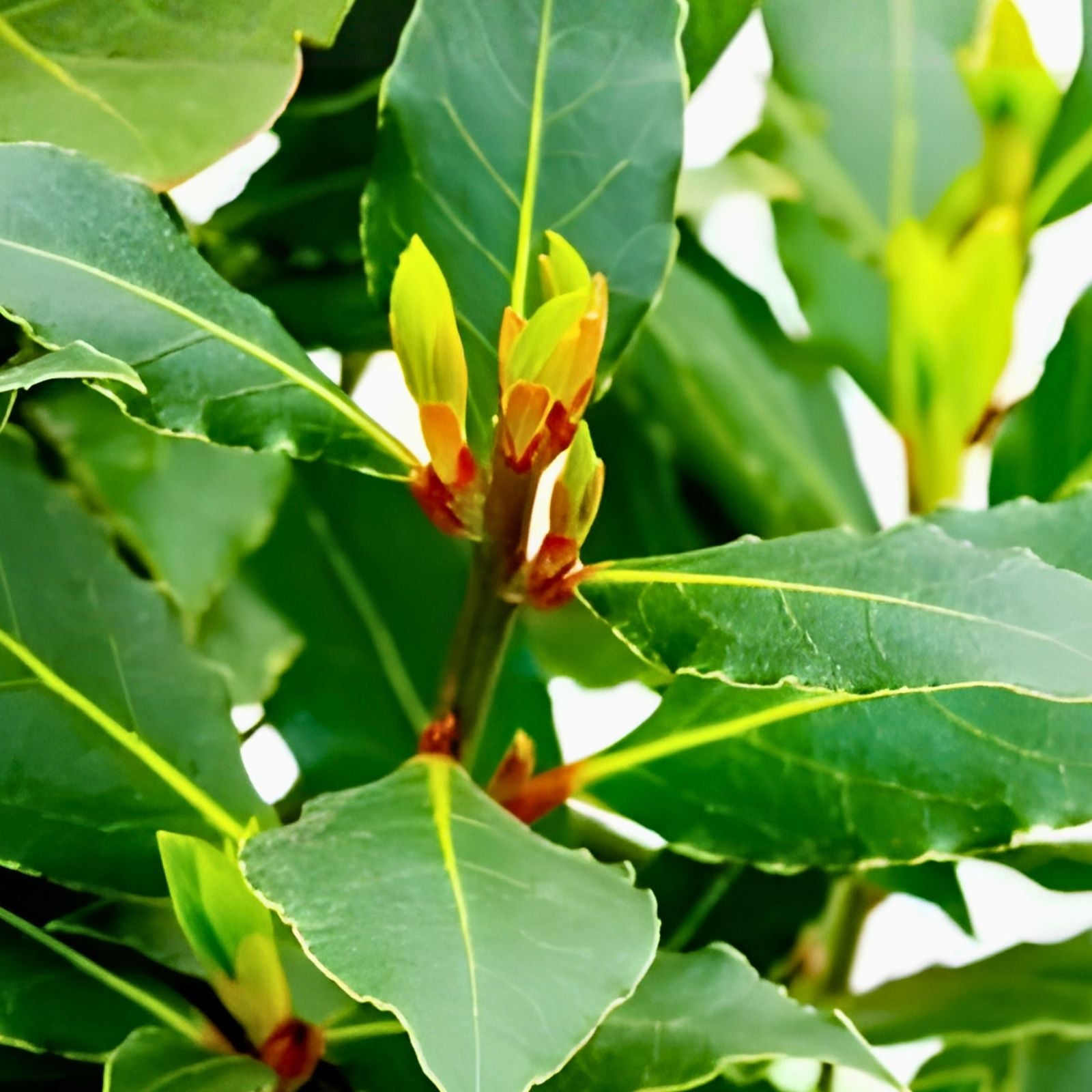 Sweet Laurel Bay Tree Cuttings Laurus nobilis Aromatic Culinary Herb Live Plant Starter