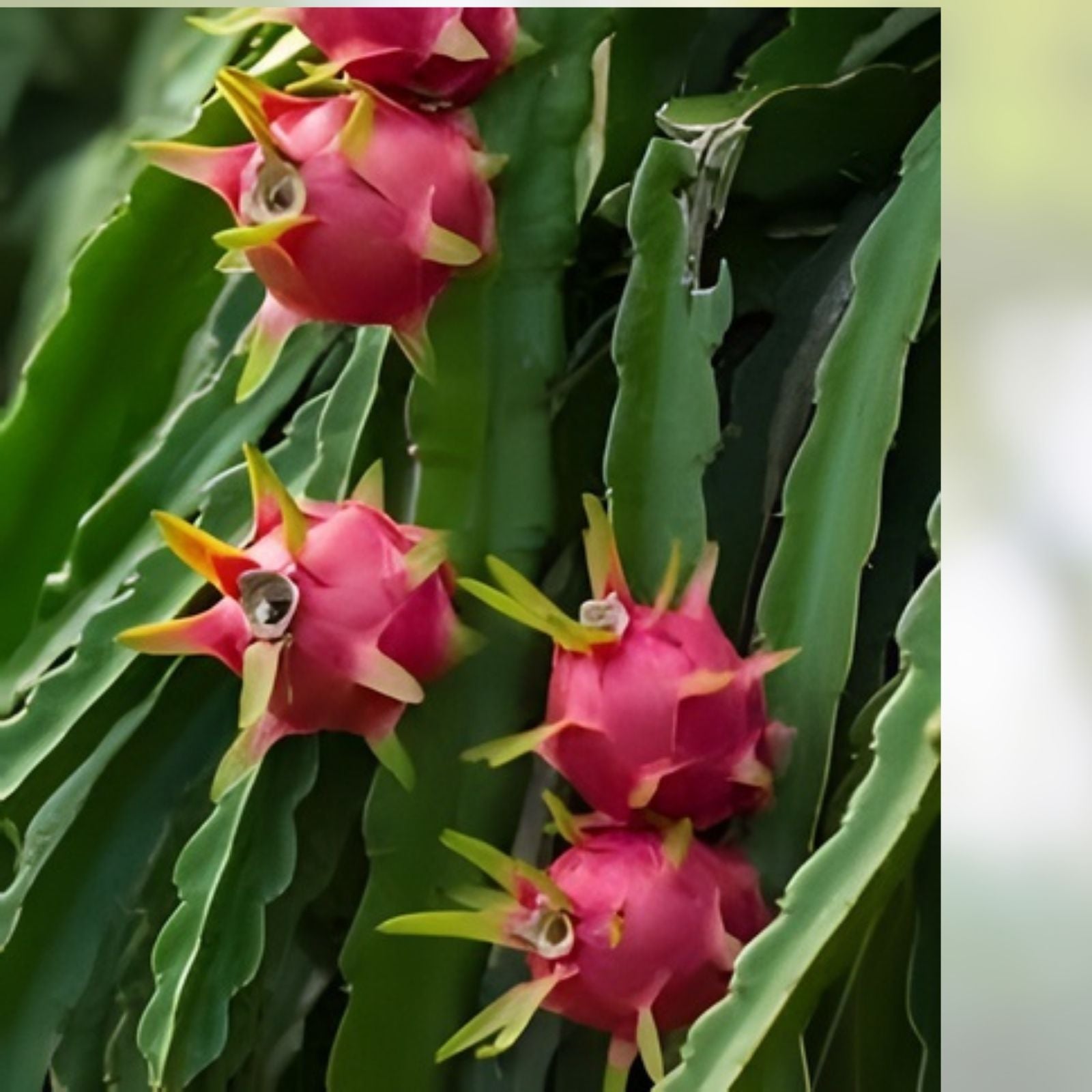 Rooted Red Dragon Fruit Plant in Pot 6” | Hylocereus costaricensis | Dark Pink Skin, Red Flesh, Edible Fruit