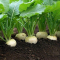Turnip Seeds White Egg Heirloom Non-GMO Vegetable Seeds 1000 Count Brassica rapa Planting Starter