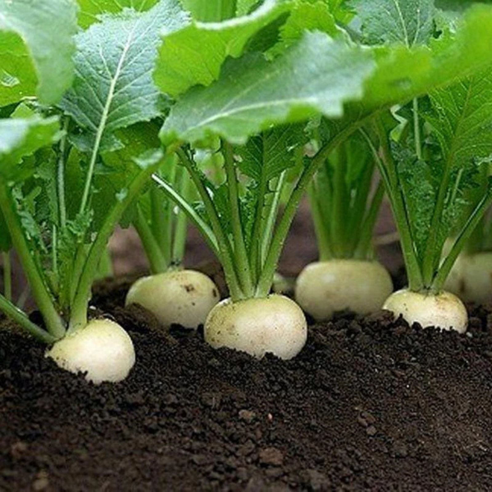 Turnip Seeds White Egg Heirloom Non-GMO Vegetable Seeds 1000 Count Brassica rapa Planting Starter
