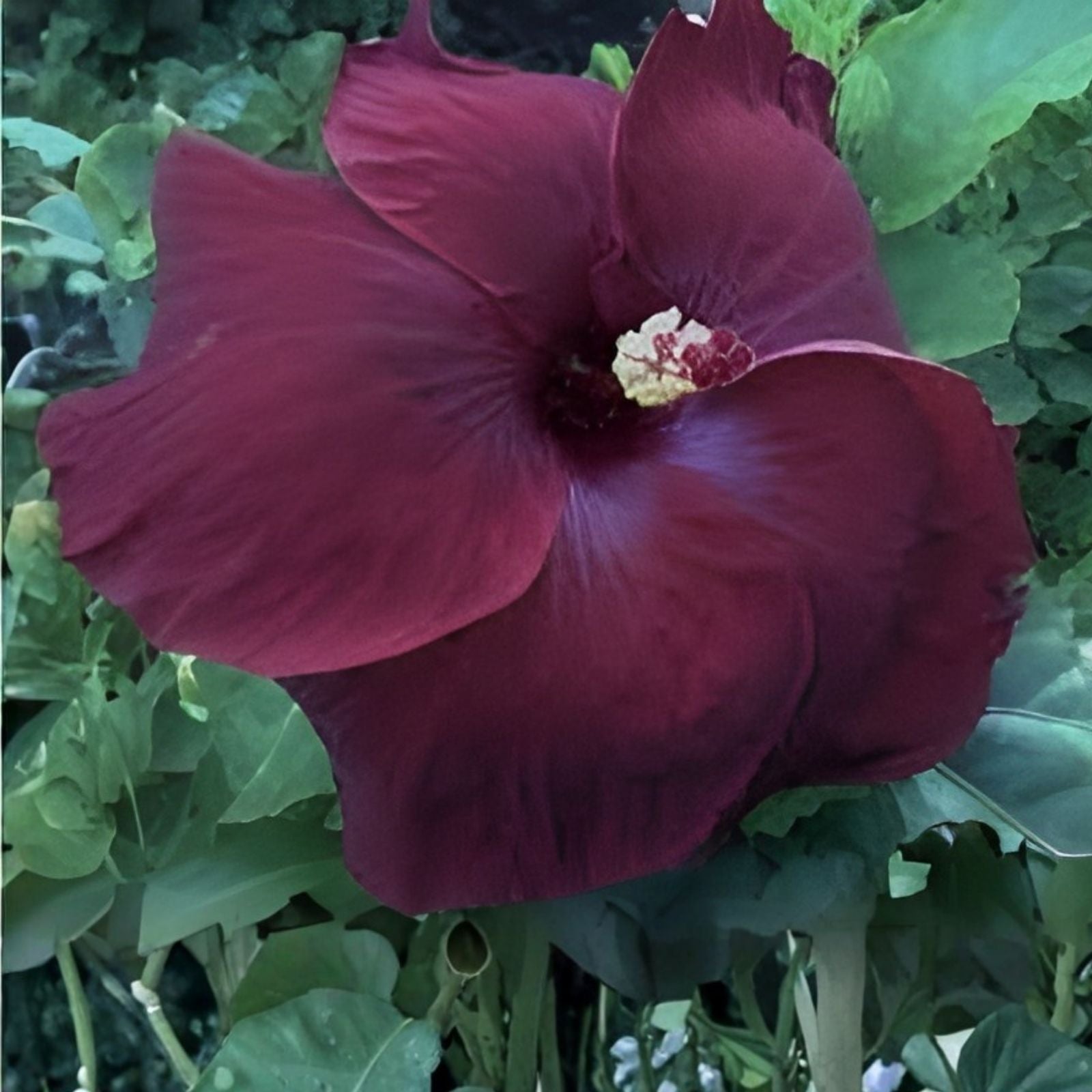 Black Baron Hibiscus Cuttings - Live Hibiscus acetosella Starter Plants, Unrooted, Houseplant, Rare Tropical Plant, Gardening Supplies