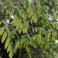 Oriental Arborvitae Tree Seeds 30 Pack, Evergreen, Drought-Resistant, Platycladus orientalis, Landscaping, Fast Growing