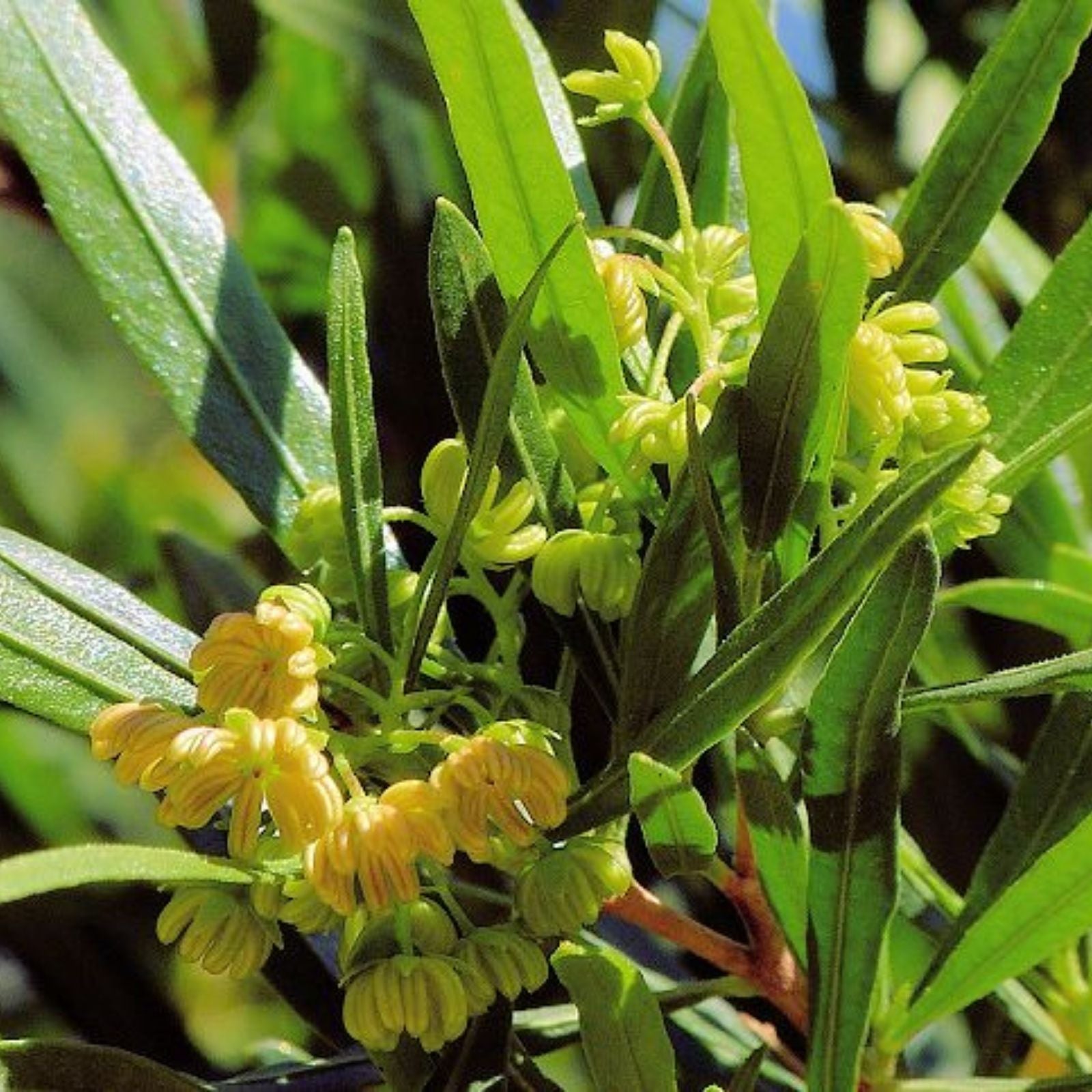 Dodonaea viscosa Green Hopseed Bush Seeds 30 Count Drought-Tolerant Shrub for Landscaping