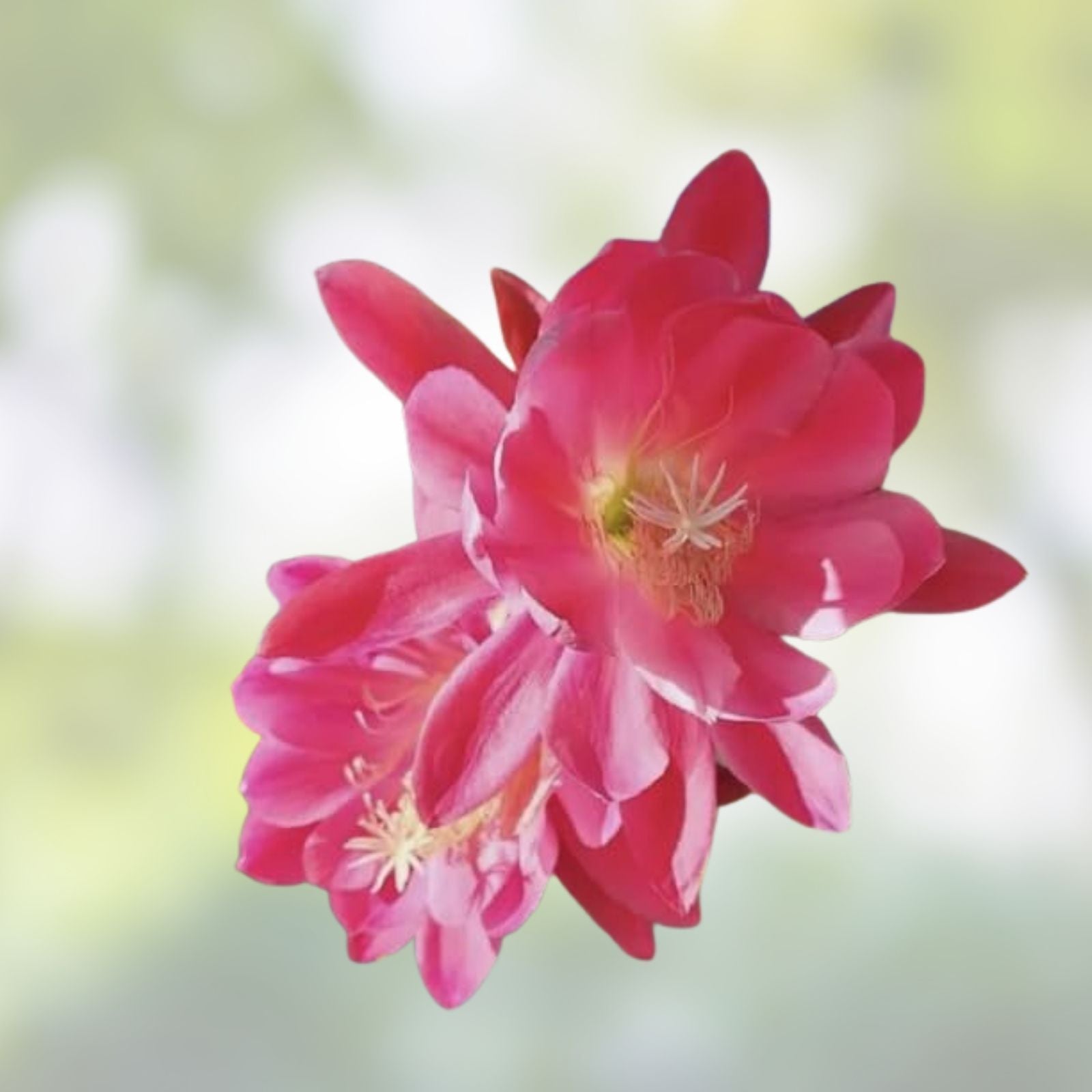 Epiphyllum Meadow Rose Cutting 8-10in Exotic Houseplant Succulent Unrooted Live Plant
