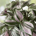 Variegated Tradescantia Blushing Bride Cuttings - Indoor Houseplant - Easy Care Wandering Jew Stems - Decorative Foliage