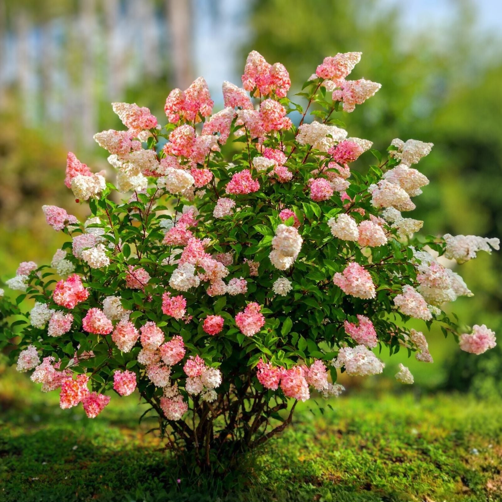 Hydrangea paniculata Vanilla Strawberry Cuttings 5 Live Rooted Plants Garden Flower Starter Plant