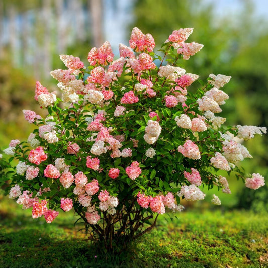 Hydrangea paniculata Vanilla Strawberry Cuttings 5 Live Rooted Plants Garden Flower Starter Plant