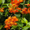 Mexican Flame Vine Cuttings 10 pcs Pseudogynoxys Chenopodioides Live Plant Starter Bare Root Gardening