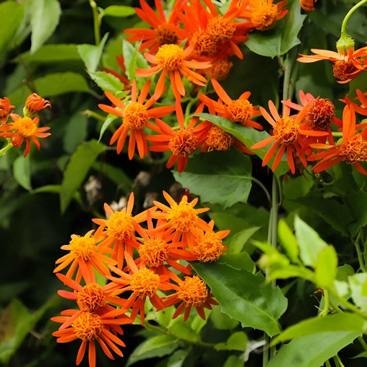 Mexican Flame Vine Cuttings 10 pcs Pseudogynoxys Chenopodioides Live Plant Starter Bare Root Gardening