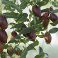 Sour Jujube Rootstock Small Tree Plant for Grafting Fruits - Ziziphus jujuba - Pot Included - Fast Growing