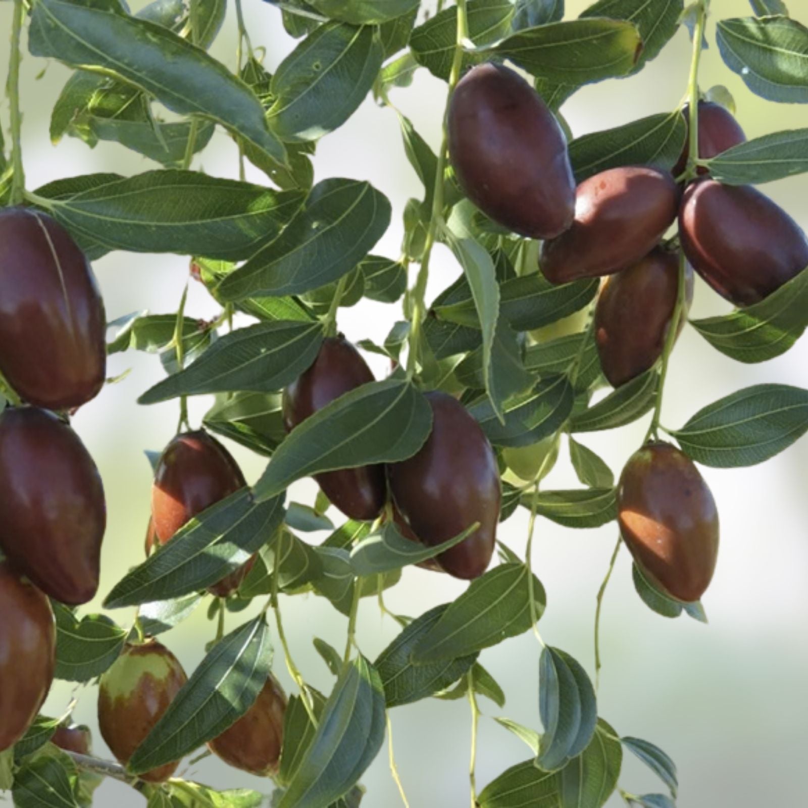 Sour Jujube Rootstock Small Tree Plant for Grafting Fruits - Ziziphus jujuba - Pot Included - Fast Growing