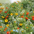 Wildflower Seed Mix 6 oz | Native Perennial Flower Seeds for Gardens & Borders | Colorful Wildflower Planting