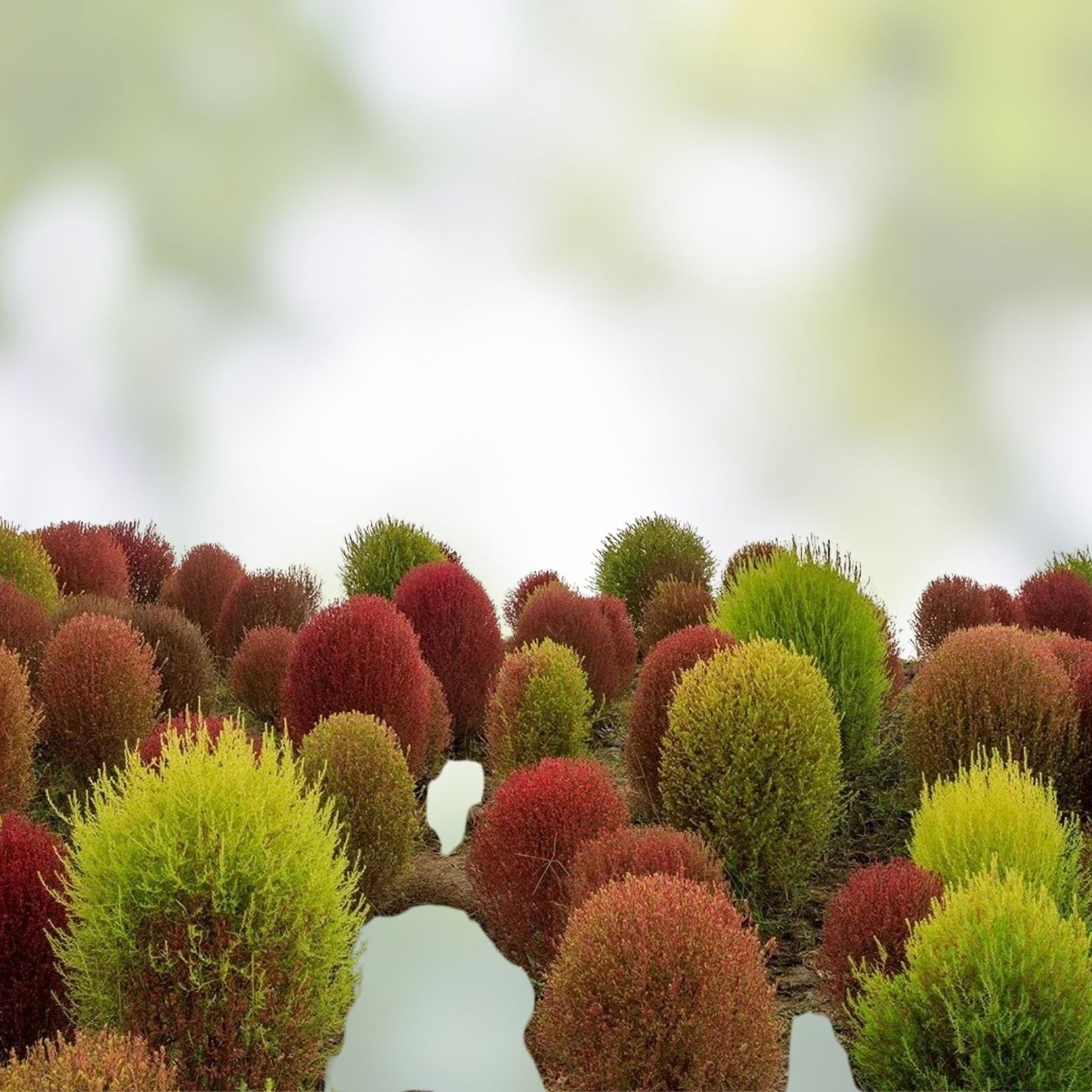 Kochia Seeds 100 Count - Burning Bush, Summer Cypress - Kochia scoparia, Ornamental Garden Plant, Fast Shipping