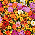 Wildflower Seed Mix 2oz Native Wildflowers for Gardens Borders Ecological Planting Colorful Flower Seeds