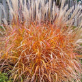 Adagio Ornamental Grass - 3 Clumps - Spouting Varieties - Miscanthus sinensis 'Adagio' - Garden Decorative Grass Plant