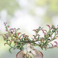 Monadenium rubellum Seeds – Caudex Bonsai Cactus, Indoor Succulent Starter Plant, Live Cutting, Houseplant, Rare Succulent Seeds