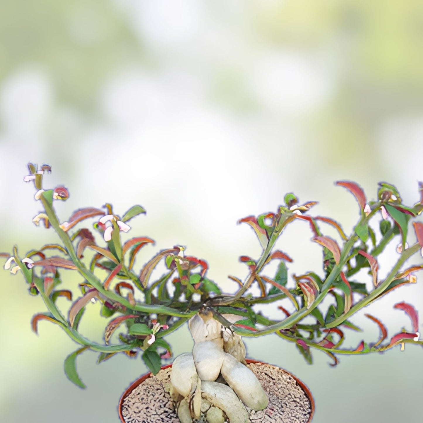 Monadenium rubellum Seeds – Caudex Bonsai Cactus, Indoor Succulent Starter Plant, Live Cutting, Houseplant, Rare Succulent Seeds