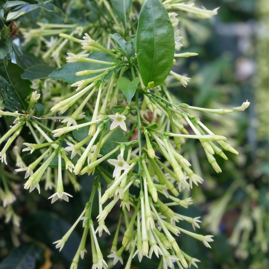 Night Blooming Jasmine Plant in 5" Pot, Fragrant Tropical Cestrum nocturnum, Night-Blooming Flowering Plant, Fresh Stock