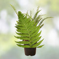 Rooted Fern Plants 25 Live Indoor Houseplants Green Ferns Varieties, Live Ferns, Green Foliage