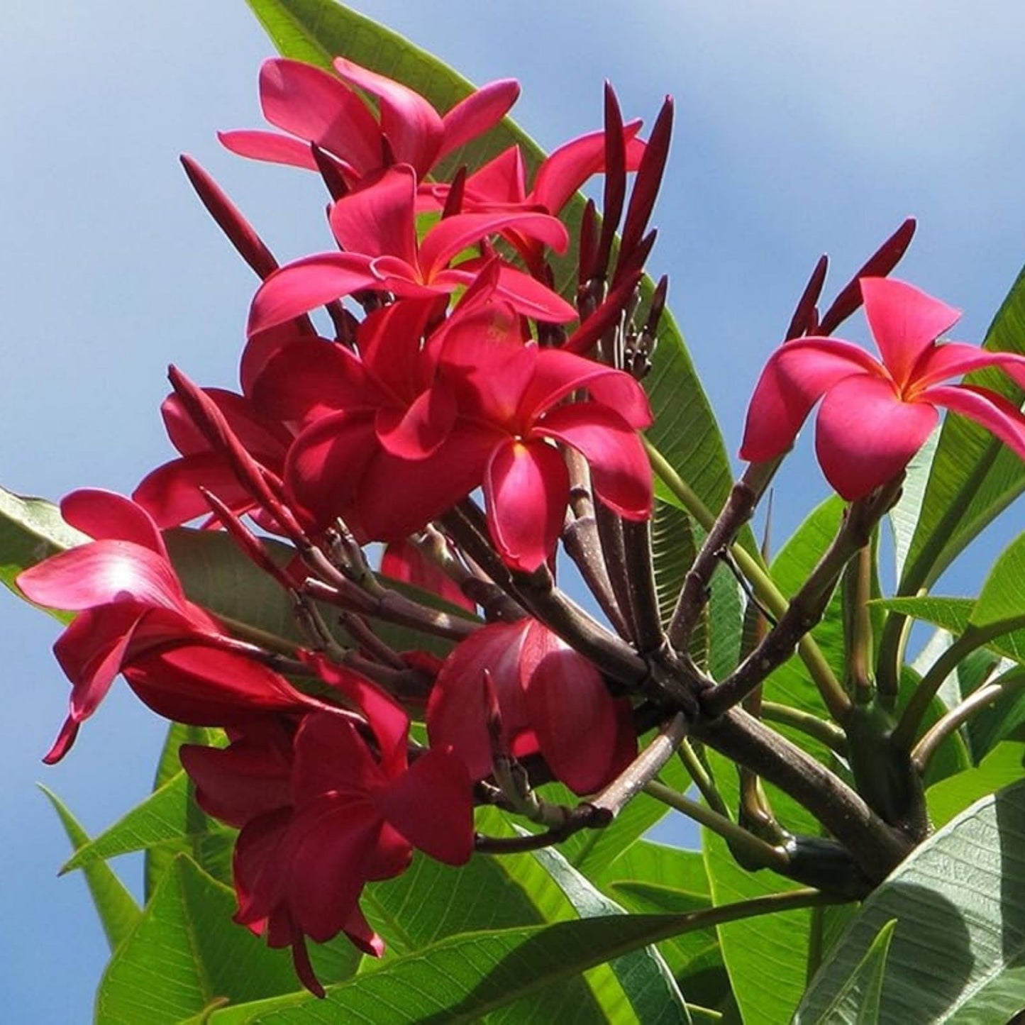Red Root Plumeria Plant in 3 Inch Pot, Tropical Flowering Plant, Plumeria rubra, Live Starter Plant, Houseplant, Cuttings
