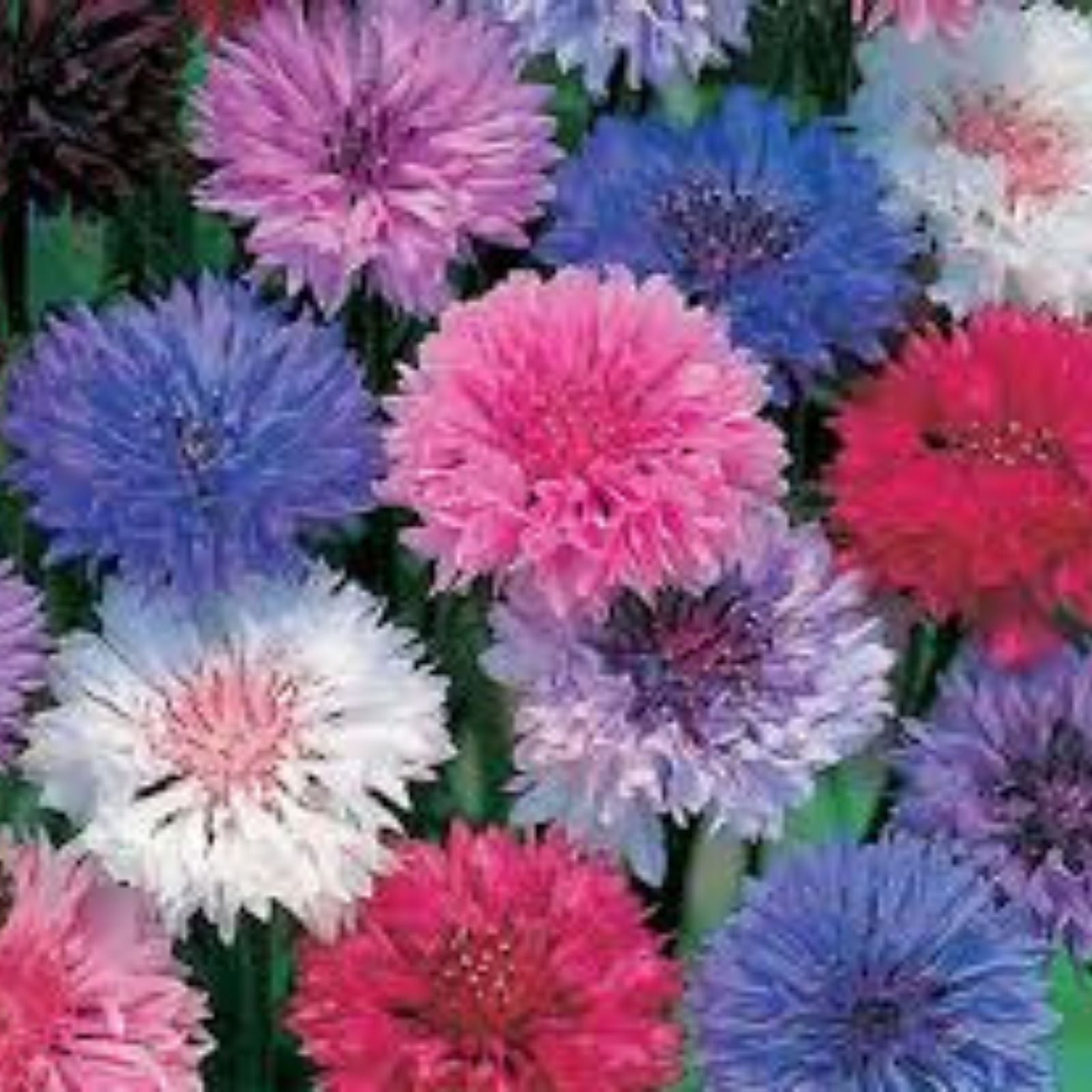 Bachelor Button Seeds Polka Dot Mix Organic Flower Seeds Centaurea cyanus Live Plant Bare Root Starter Plant