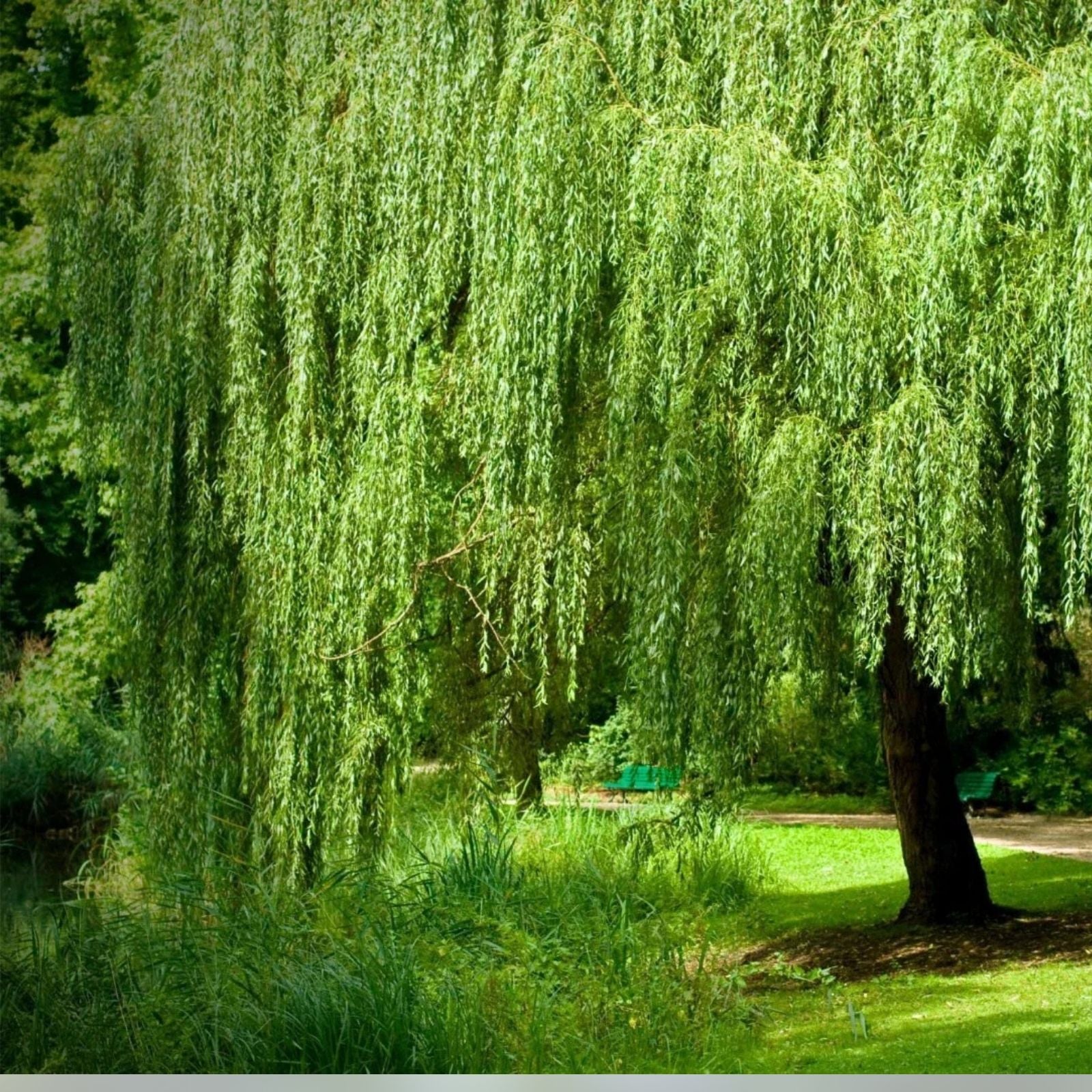 Weeping Willow Tree Cuttings 12 Unrooted Live Plants 6-8" Salix babylonica Garden Landscaping