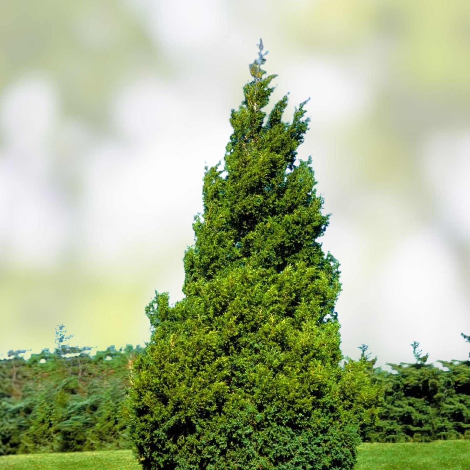 50+ Thuja occidentalis Tree Seeds White Cedar Arborvitae for Hedge Row Evergreen Conifer Landscaping