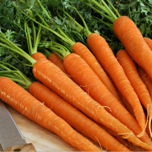 Little Finger Carrot Seeds Non-GMO Daucus carota Vegetable Garden Starter 1000+ Seeds