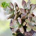 Graptosedum Alpenglow Bronze Succulent Live Plant 2-inch Houseplant, Indoor Decor, Gift, Starter Plant